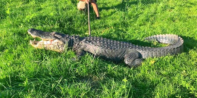 The gator was spotted strolling down the 700 block of SW 32nd Street in Ocala, police said.