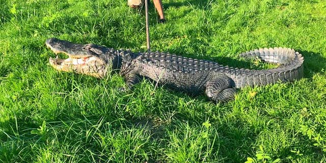 The gator was spotted strolling down the 700 block of SW 32nd Street in Ocala, police said.
