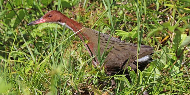 White-throated rail. (Credit: Charles J Sharp)