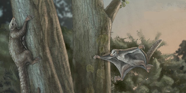 This is a Maiopatagium in Jurassic forest in crepuscular (dawn and dusk) light: A mother with a baby in suspending roosting posture, climbing on tree trunk, and in gliding. (Credit: SWNS)