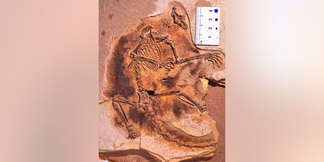 Two 160 million-year-old mammal fossils discovered in China show that the forerunners of mammals in the Jurassic Period evolved to glide and live in trees. With long limbs, long hand and foot fingers, and wing-like membranes for tree-to-tree gliding, Maiopatagium furculiferum and Vilevolodon diplomylos are the oldest known gliders in the history of early mammals. (Credit: SWNS)