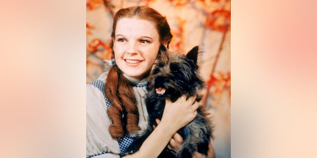 American actress Judy Garland (1922 - 1969), as Dorothy Gale, holding Toto the dog for the 1939 film, "The Wizard Of Oz," directed by Victor Fleming.