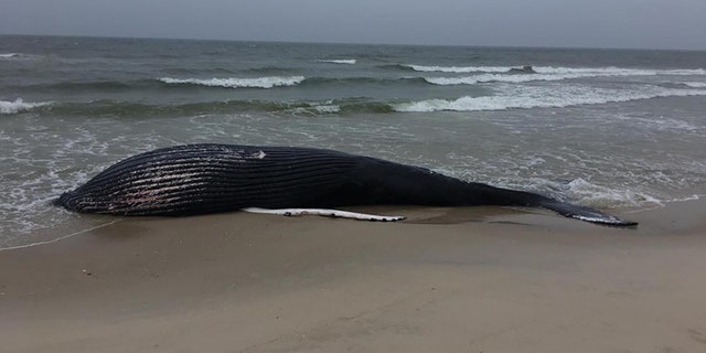 The dead female marks the state’s first large whale stranding of the year, officials said.