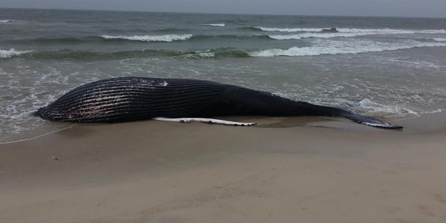 The dead female marks the state’s first large whale stranding of the year, officials said.