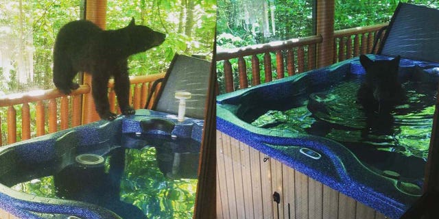 According to Strickland, one of the cubs hopped into the bubbling hot tub, and even closed its eyes in relaxation.