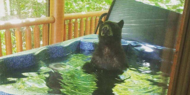 The Knoxville woman said that she and her beau will surely never forget their first Gatlinburg trip together – or the un-bear-ably cute visitors that made their stay.