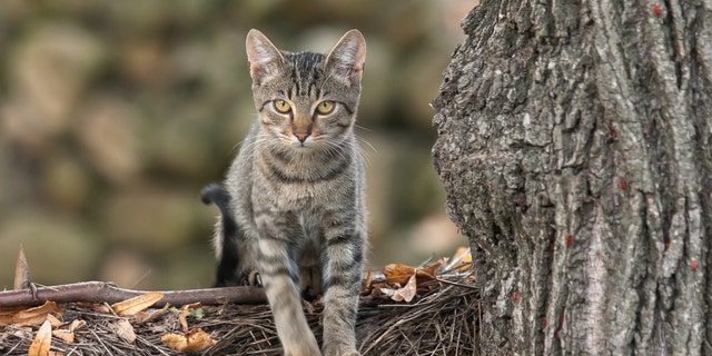 The indoor-only cat (not pictured) was released into the family's garden after they accidentally took him home. He has been missing since.