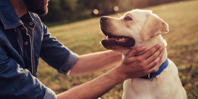 First responders who have work-related disabilities may be eligible for a dog free of charge from America's VetDogs.