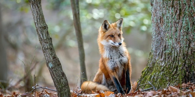 A man took to Reddit to ask the social media community if he was in the wrong for not wanting to adopt a wild fox — which his family very much wanted to do.  