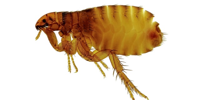 Police union officials said that a "flea invasion" that made working conditions in a Paris police station "intolerable" for days.