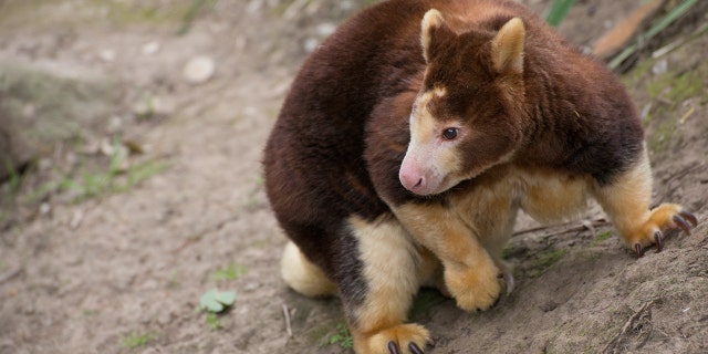 The rare tree kangaroo is much smaller than Australia’s well-known red kangaroo. An adult male Matschie’s tree kangaroo weighs 20-25 lbs.