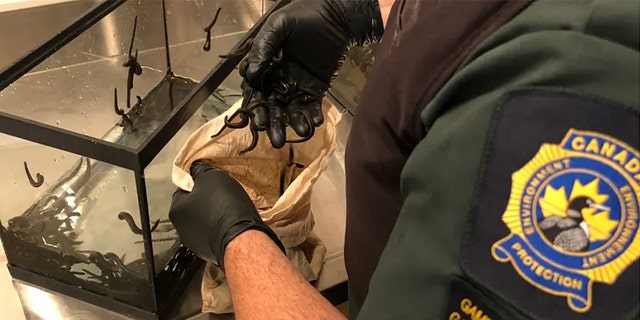 Man tried to smuggle 240 medicinal leeches into Canada from Russia