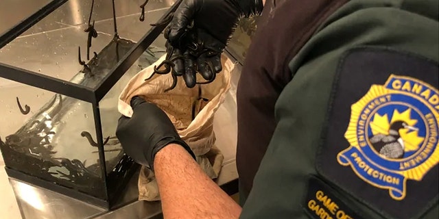 Officials found the live leeches wrapped inside wet cloths that were stored inside a shopping bag.