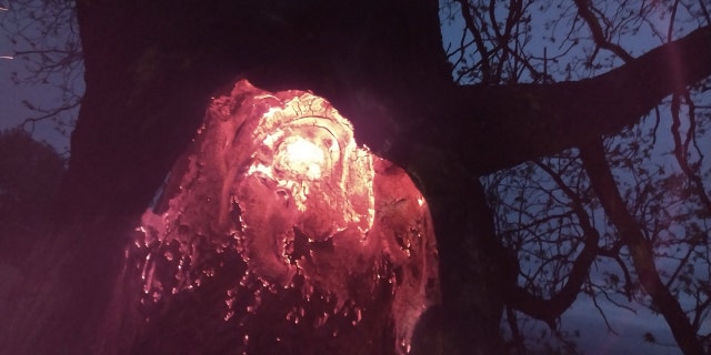 The glowing inside of a tree after it was apparently struck by lighting in Millbury, Mass. early Sunday.