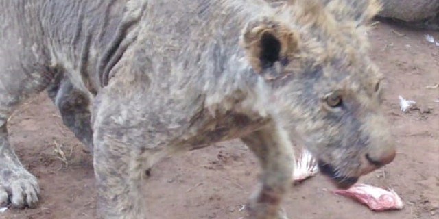 Neglected lions with mange and other illnesses were discovered at a breeding facility in South Africa.
