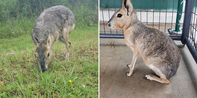 Heap said the animal has strong hind legs that help it jump as high as seven feet and run extremely fast.