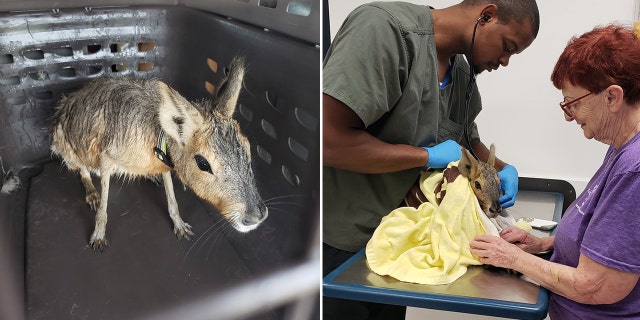 The pet, named "Jimmy," was cleaned up and returned to its owner, police said.