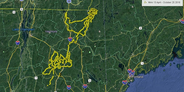 A map showing Mink the bear's travels.