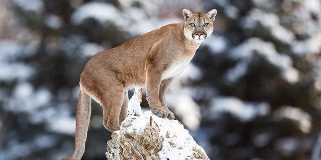 Colorado Parks and Wildlife advises residents in mountain lion country to avoid walking pets between dusk and dawn, keep pets leashed and to not leave them unattended.