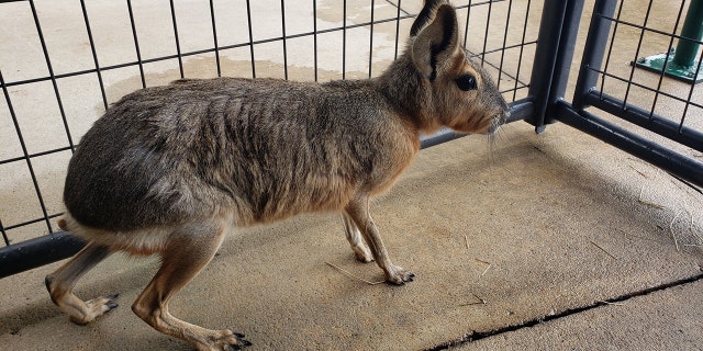 The Patagonian mara is native to Argentina.