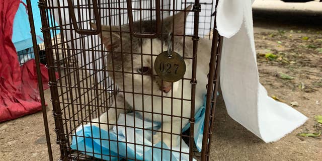Feral cats recently trapped in South Philadelphia awaiting transportation to ACCT to be neutered.
