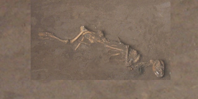 A Bronze Age dog found buried with a bell around its neck at the site of Sipanmo in Anyang, China.