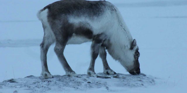Image result for caribou eating seaweed