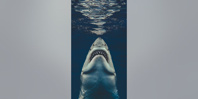 The image above, courtesy of Euan Rannachan/ Magnus News, shows a massive great white shark heading for the water's surface off the coast of Mexico.