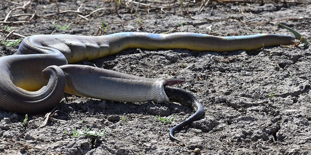 IMÁGENES GRÁFICAS DE ADVERTENCIA: Una pitón enorme se traga una pitón gigante, pero no puede manejarla | Fox News