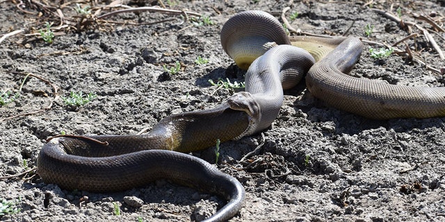 (Credit: Amanda Jongedyk/Parry Creek Farm)