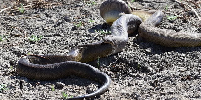 (Credit: Amanda Jongedyk/Parry Creek Farm)