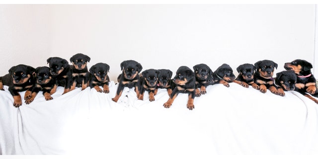 Corporal Mark Marshall's happy litter of sixteen puppy Rottweilers at his home in Preston, Lancashire.