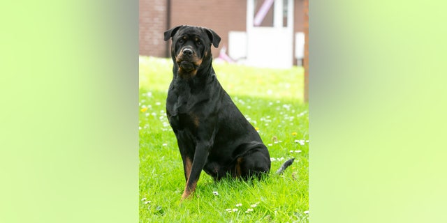 The soldier was expecting his pregnant pet Rottweiler to have six puppies, but watched on in amazement as she gave birth to sixteen.