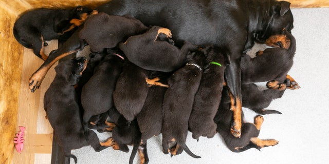 Mark has had the litter on a military-style feeding regiment, involving 40-minute spells with eight on at a time and a one hour break for hard-working mum Roxy in between.