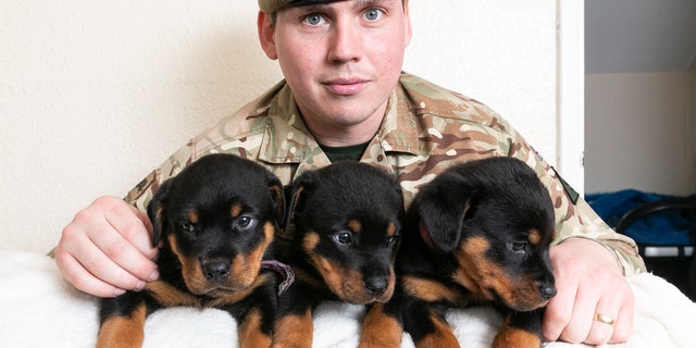 The peppy pups have joined Mark, 32, wife Laura, and their five children, including one newborn, at their four-bedroom house on army barracks.