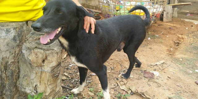 A hero dog saved a newborn baby after finding him in a field where the teenage mother buried him alive.