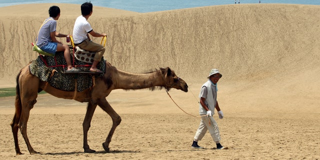 Tourists take a camel ride on Tottori sand dunes in Tottori, Japan.