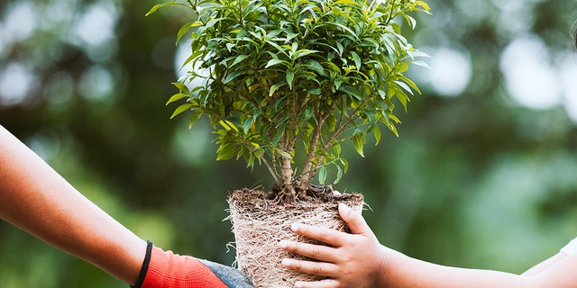 Among other options for planting: American plum tree, American yellowwood, chalk maple, chokeberry, dogwood and serviceberry. 