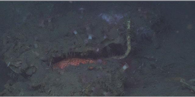 A tubeworm growing from under a carbonate outcrop surrounded by anemones and fish.