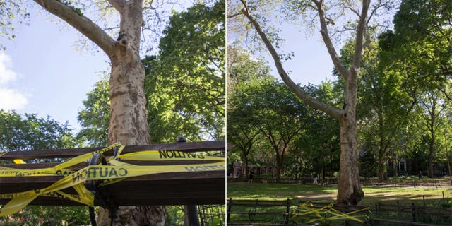 A massive tree branch fell from a tree in Washington Square Park Monday evening, leaving one woman from Virginia in critical condition.