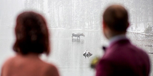 One coupled eloped to Colorado specifically to keep their wedding intimate, though an uninvited guest ending up crashing the nuptials – a moose.
