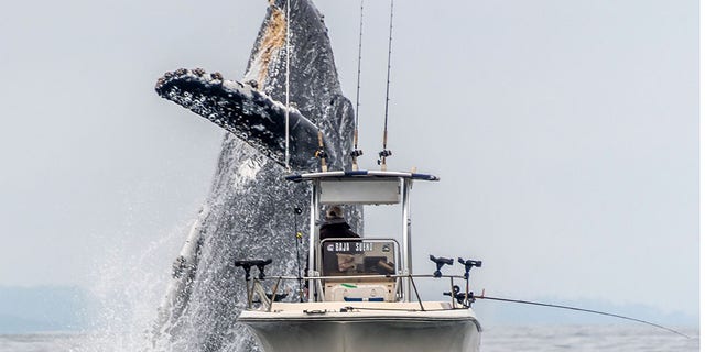 Westlake Legal Group whale-1-caters Stunning images reveal whale narrowly missing boat during breach fox-news/science/wild-nature/mammals fox news fnc/science fnc Chris Ciaccia article 295f57df-fd99-5954-a9f5-0780903b5c59