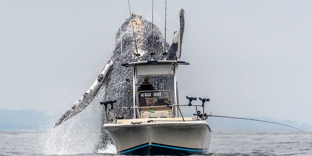 Westlake Legal Group whale-2-caters Stunning images reveal whale narrowly missing boat during breach fox-news/science/wild-nature/mammals fox news fnc/science fnc Chris Ciaccia article 295f57df-fd99-5954-a9f5-0780903b5c59