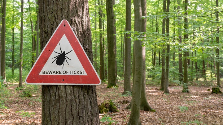 CDC’s unsettling tick warning ruins muffin cravings