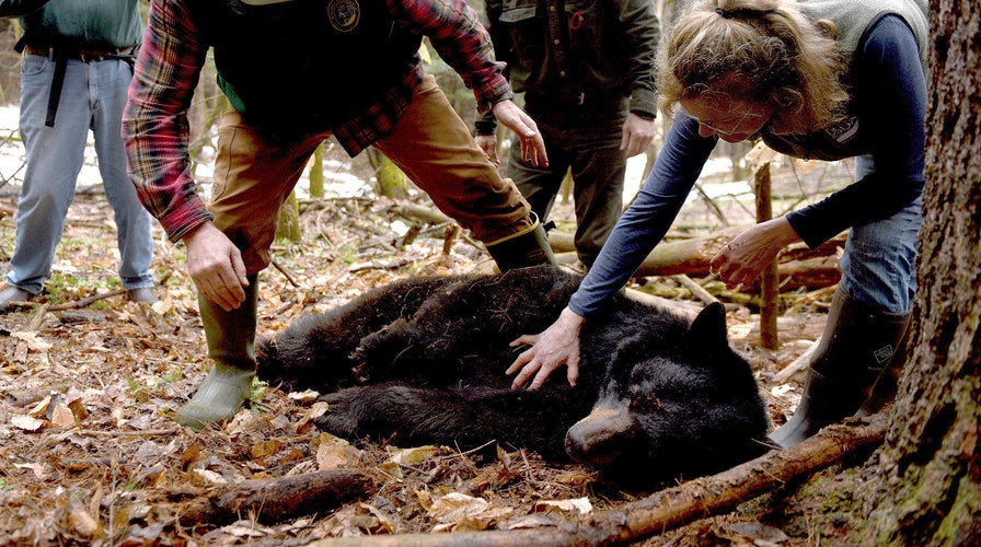 Exiled doughnut-loving bear travels thousands of miles to return