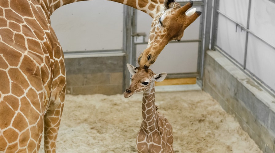 Baby giraffe named 'Burreaux' after LSU's star quarterback