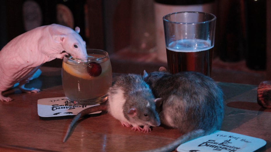 San Francisco Dungeon Launching Rat Bar Pop Up Where You