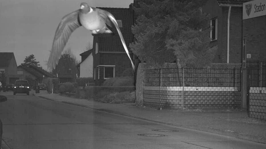 Super Fast Pigeon Caught On Speed Camera Goes Viral Fox News