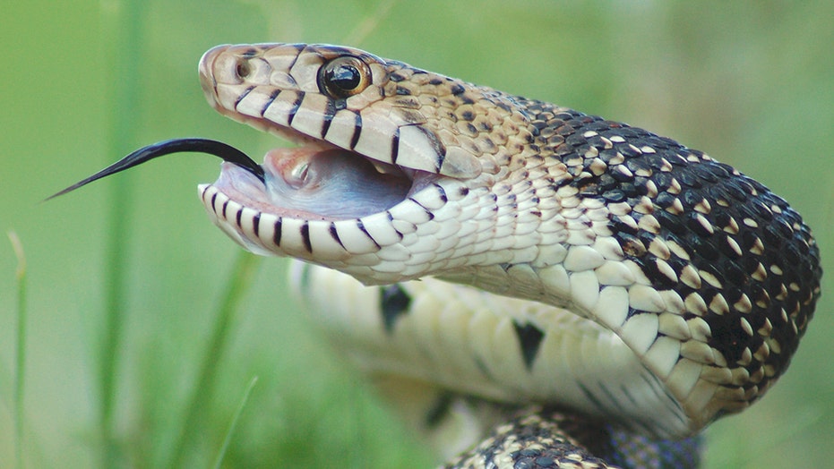 Man attempts to enter Oklahoma home, gets snakebite to the face, video