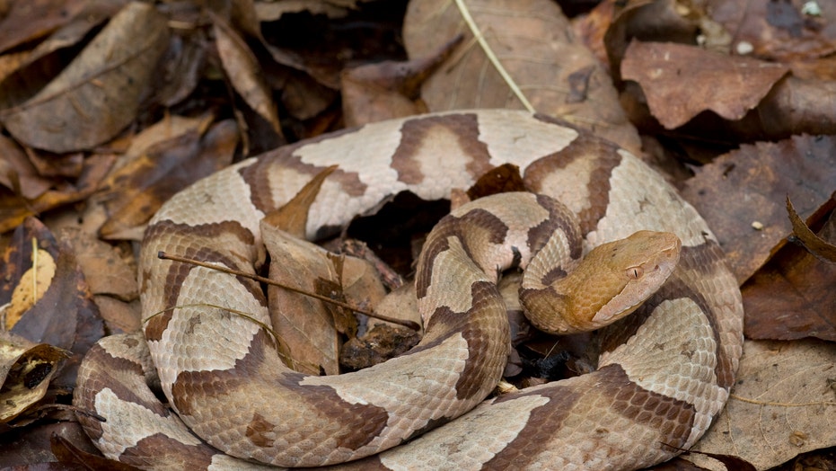 Pennsylvania Woman Bitten By Venomous Snake While Doing Laundry Fox News